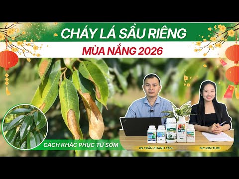 CHÁY LÁ SẦU RIÊNG MÙA NẮNG 2026 - CÁCH KHẮC PHỤC TỪ SỚM