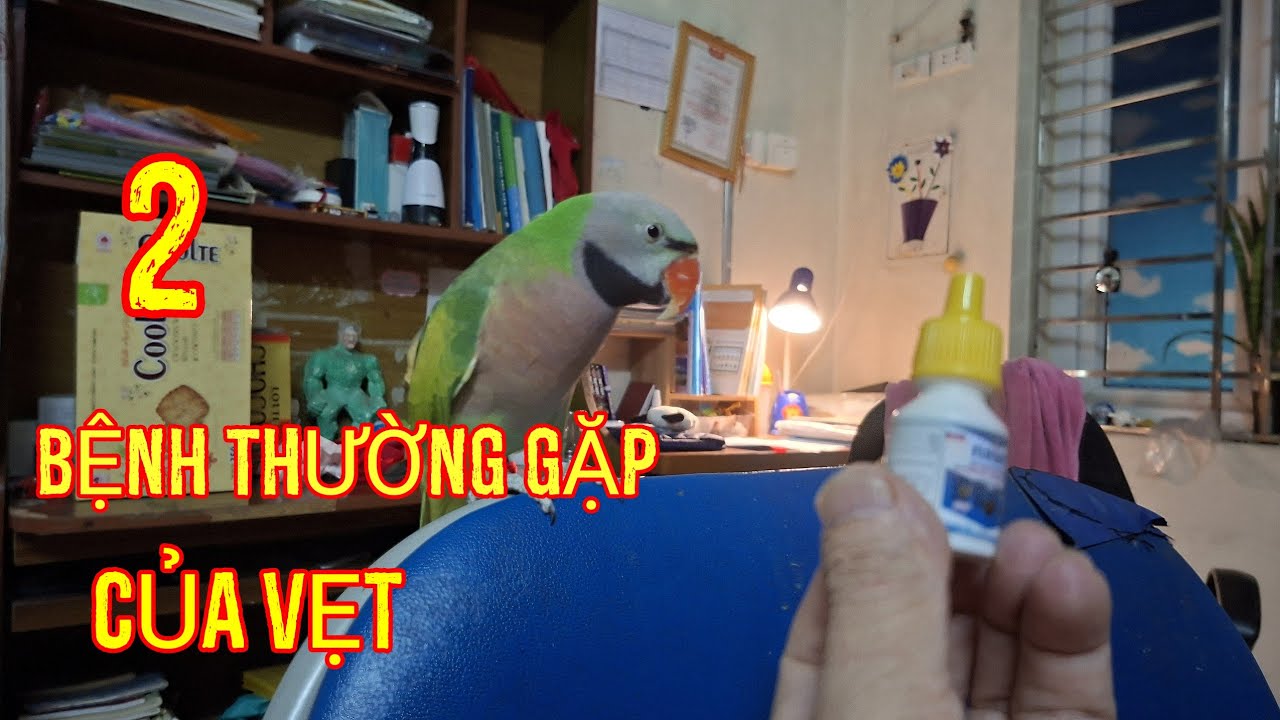 2 Bệnh Thường Gặp Của Vẹt. 2 kinds of nomal disease of parrot.