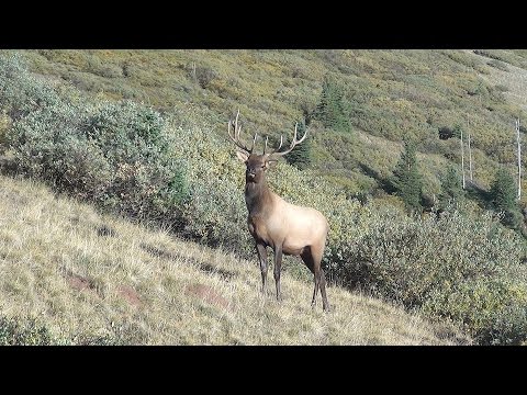 Bugling Bulls and Cow Calls - Using the Complete Targeted Cow Calling Strategy