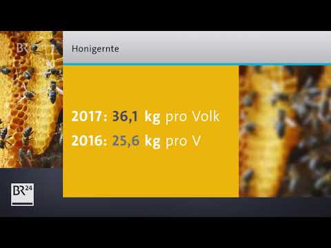Heuer viel Honig | BR24