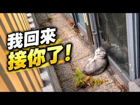 寵物貓被遺棄在高速服務區，兩天後我返回接走了它！