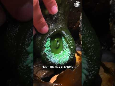 Sea Anemone 🪸 Rare Creature with Bite!