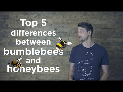 Bumblebees and honeybees - what's the difference?