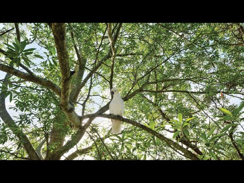 66 Whale Beach Road, Avalon Beach, NSW 2107, 3 ਕਮਰੇ, 1 ਬਾਥਰੂਮ, House