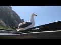 Seagulls Close Up Feeding Pt 2