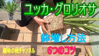 [Yucca Gloriosa] How to Repot a Plant: 6 Tips 25/8/14