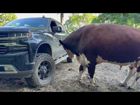 Rufus sah sein Spiegelbild in meinem Truck … das hat mich nervös gemacht. #rufusthebull