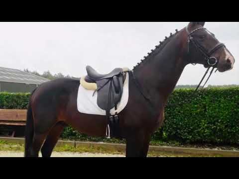 Negro x Amsterdam 3 jarige hengst