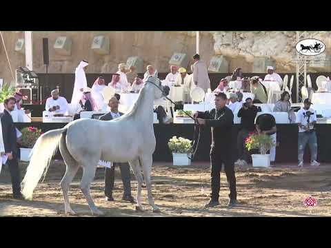 N 32 AJ TEJAN   OMAN   Alrubatiya International Arabian Horse Championship   Fillies 3 Years Old Cla