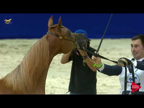 N 27 ROUWAYA AL ZOBAIR   Dubai 2019   Yearling Fillies section B