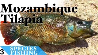 preview picture of video 'Mozambique Tilapia #3 Bait Fishing at Salton Sea - Species Fishing'