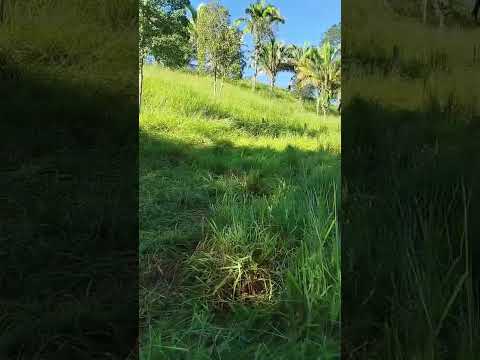 acaba vida Niquelândia goias