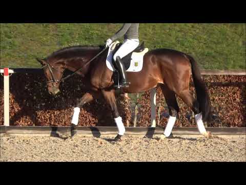 Mondrian v. Herbstkönig - Münchhausen