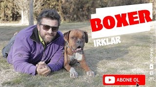 Köpek Irkları - Boxer