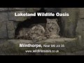 Lakeland Wildlife Oasis Tv Advert
