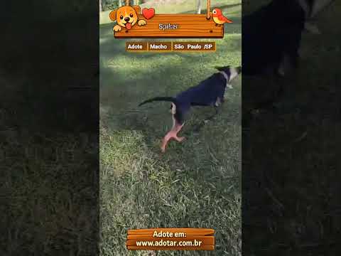 Vídeo de Spiker