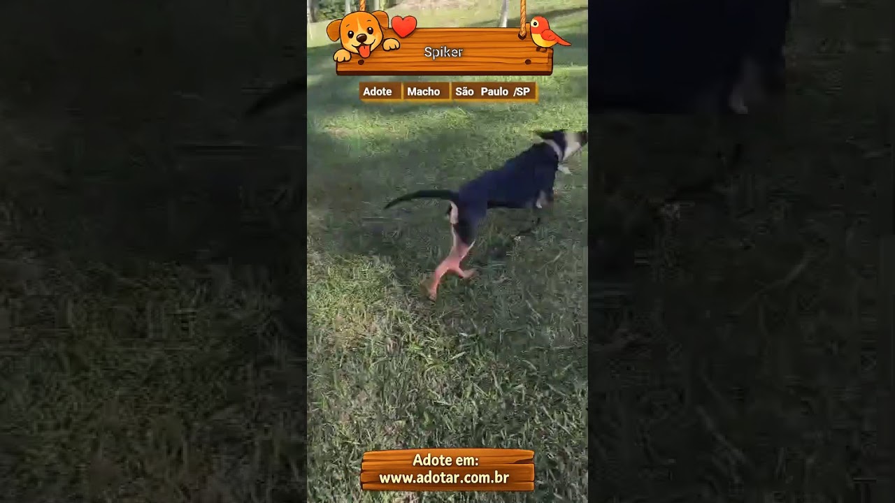 Cachorro raça SRD-ViraLata idade 7 a 11 meses nome Spiker