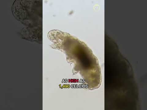 Meet the Tardigrade | The Toughest Animal on Earth #quickfacts #shorts #youtubeshorts