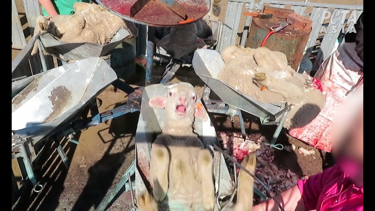 Crying Lambs' Flesh and Tails Cut and Burned Off for Wool in Australia