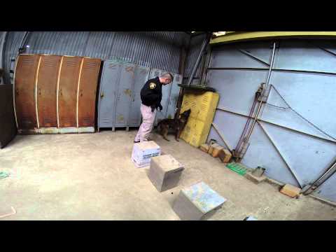 K9 Bear and Chad \ Drug work  | Capture