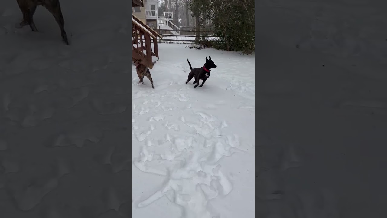 Enlarge Reuben, a Adoptable mixed breed in Fredericksburg, VA video 1/1