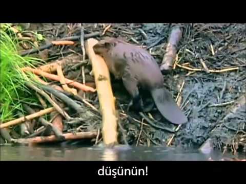 Kunduz ve Baraj mucizesi - beaver