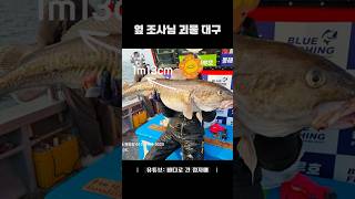 대구 낚시 빈부격차 🤦🏻♀️ 1m13cm 괴물 대구🐟 #fishing #낚시 #대구낚시 #묵호블루호 #바다로간정자매