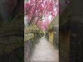 Pink Nature Village Baarish Full Screen Whatsapp Status Shorts Youtube Softpeace Youtubeshorts
