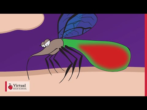 Mechanism of a Mosquito Bite