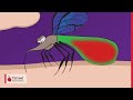 Mechanism Of A Mosquito Bite