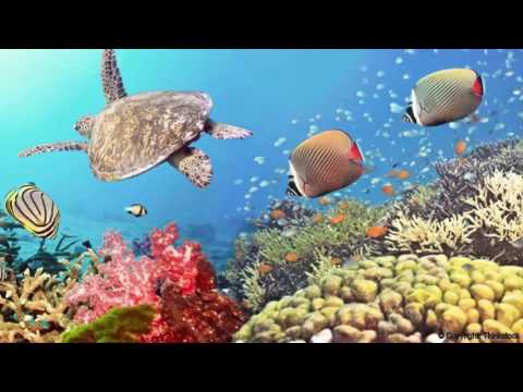 VGM - With the Ocean