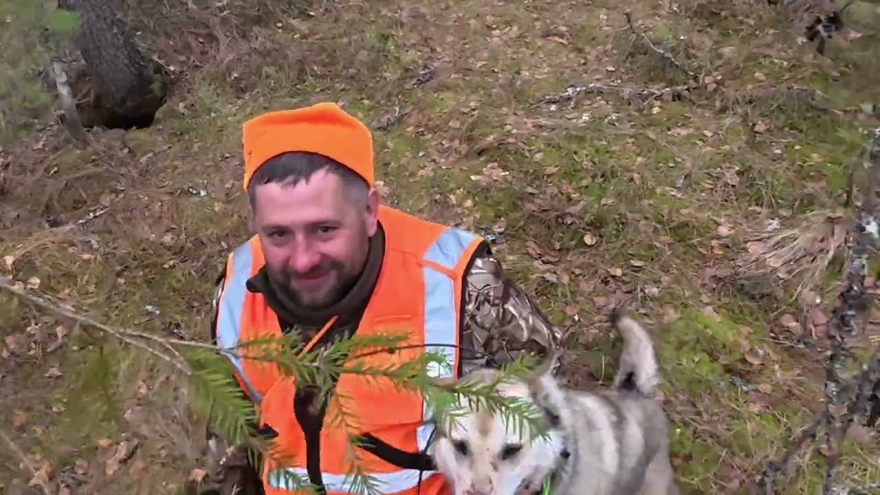 Эта охота на медведя запомнится каждому и лось пробежавший в метре)