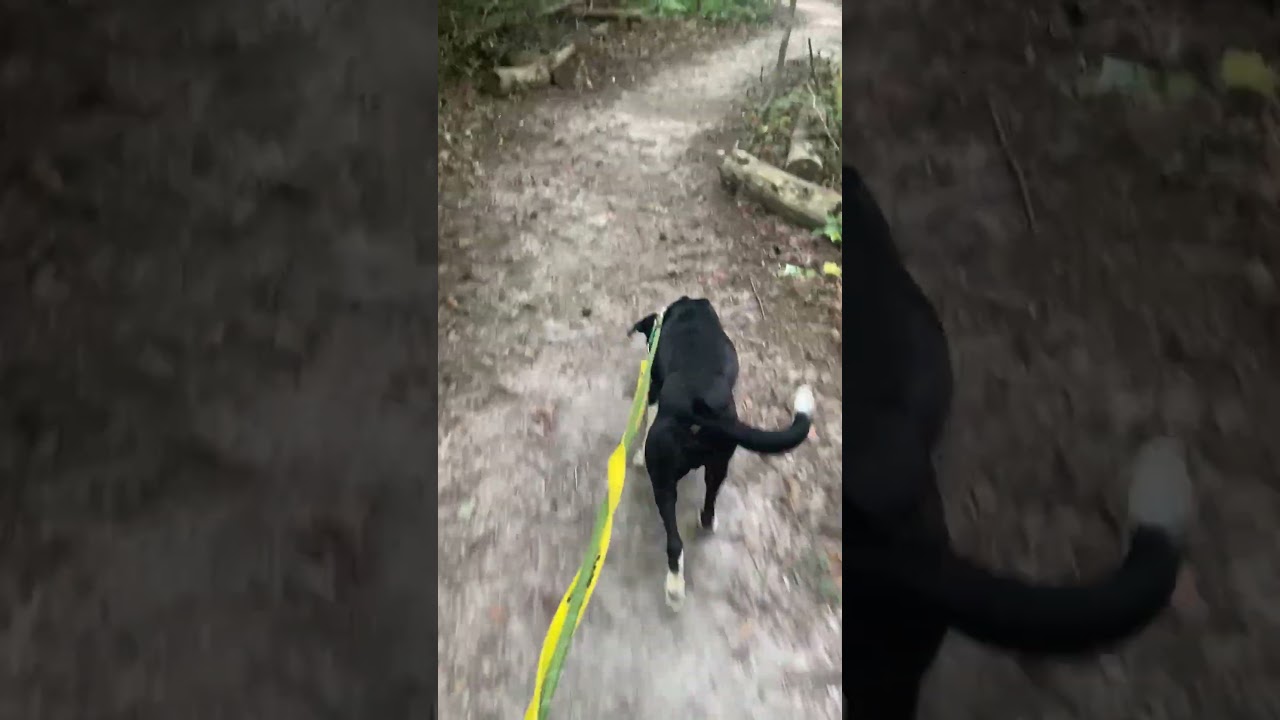 Enlarge Runner, a Adoptable Mixed Breed in Greensboro, NC video 6/6