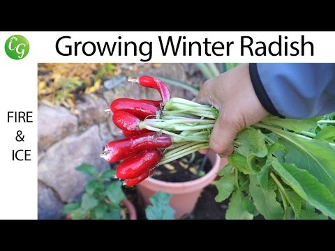 冬の大根 - 8 月 vs 10 月 - Fire and Ice