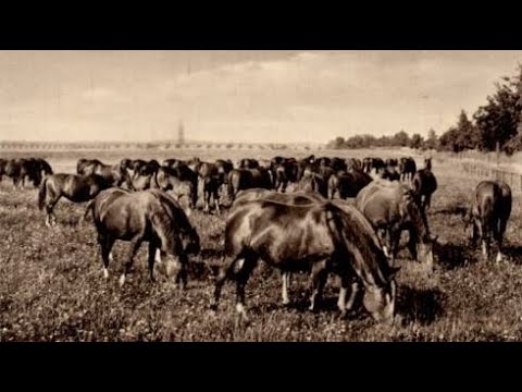 2. Trakehner Kamingespräch - Trakehnens legendäre Stutenherden
