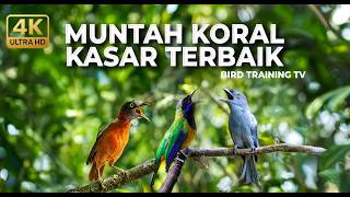 Download lagu 🔴Live Masteran Kasar Tembakan Mengerikan Cucak Cungkok Gacor vs Srigunting Gacor vs Tepus Kepala Abu mp3