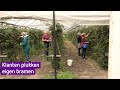 De veiling betaalt te weinig, dus in Slijk-Ewijk mag je zelf je bramen plukken