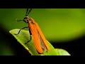 Insect Nature Sounds For Relaxing Deep Sleeping Sound Ambience Sounds
