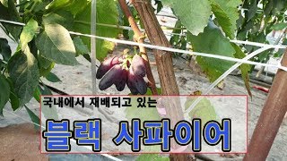 국내에서 블랙사파이어 키우기