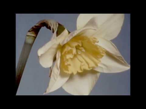 maly elvis x młody yerba - nowy dzien