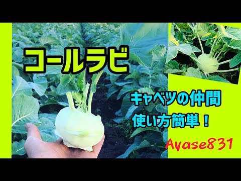コールラビ:カロリーと栄養価が一目でわかる 植物