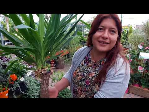 Practical advice on how to grow yucca or the log of happiness