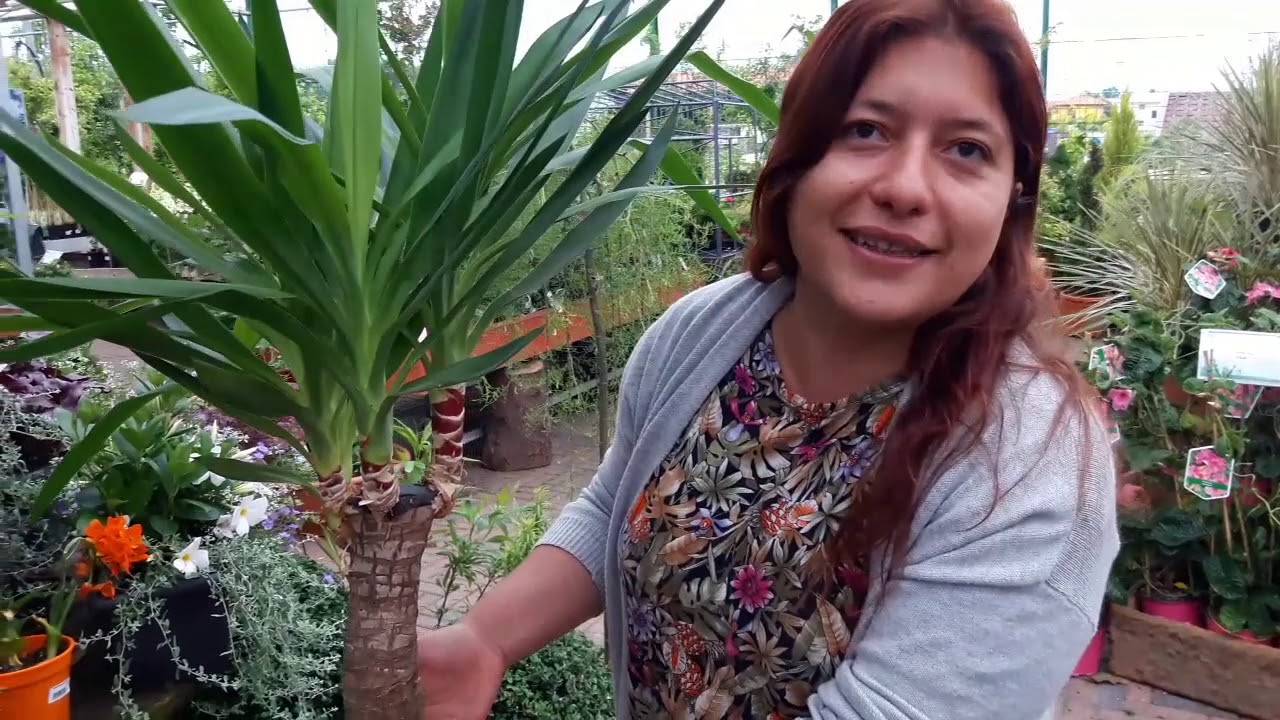 Consigli pratici su come coltivare la yucca o tronchetto della felicità