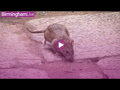 Birmingham City Council bringing in 'rat tax' despite bins strike health fears