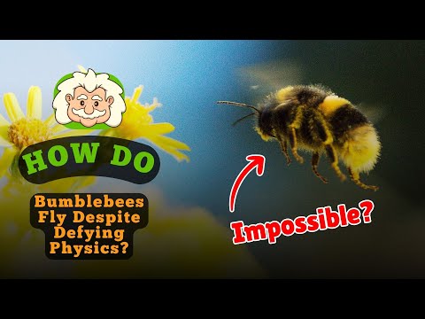 Bumblebees Shouldn’t Be Able to Fly... But They Do!