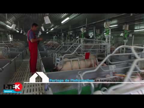 Bâtiment d'élevage porcin avec ventilation par poteaux EXATOP - WELL-TEK_1