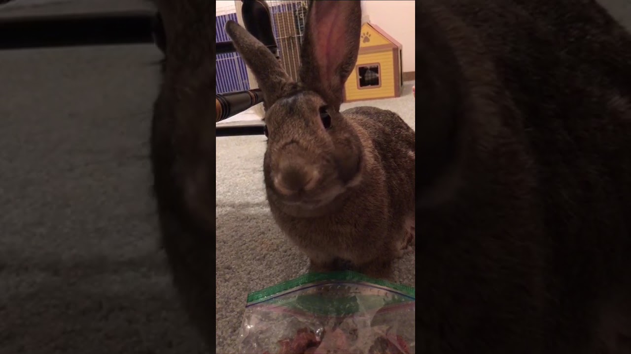 Preacher, a Adoptable American in The Woodlands, TX video 6/6