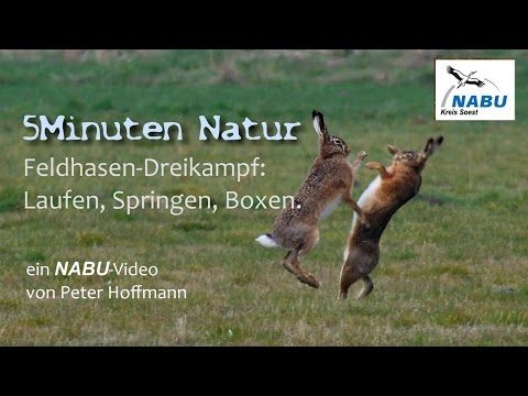 NABU-Natur: Feldhasenbalz im NSG-Zachariassee