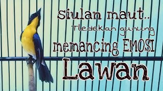 Download lagu Siulan maut siulan teritorial tledekan gunung memanggil lawan memancing emosi tledekan lain mp3