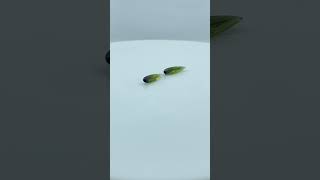 Turmalina Gota 16x4.3mm - Vídeo